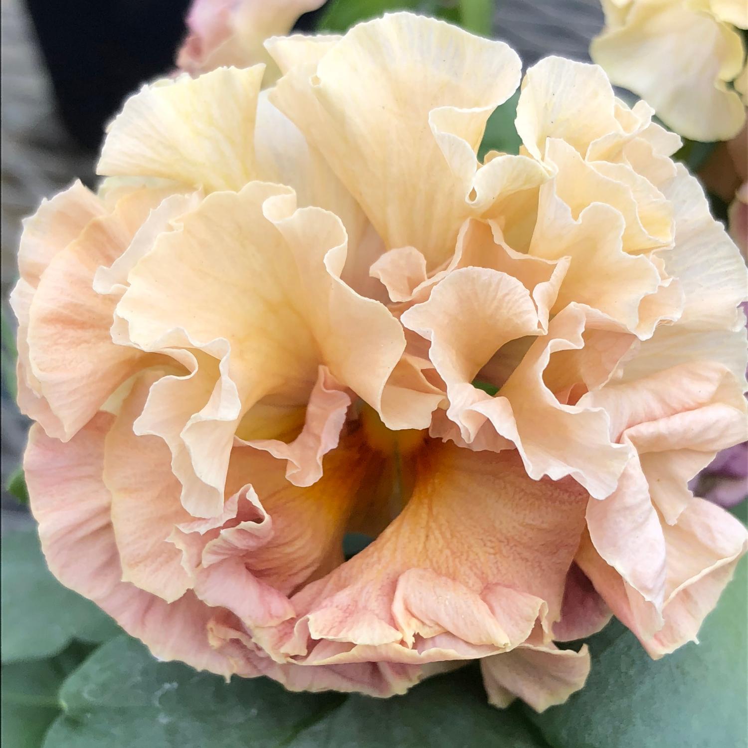 Elegance Antoinette Collection Pansy (Viola) - Photo Courtesy of Tagawa Greenhouses, Inc.