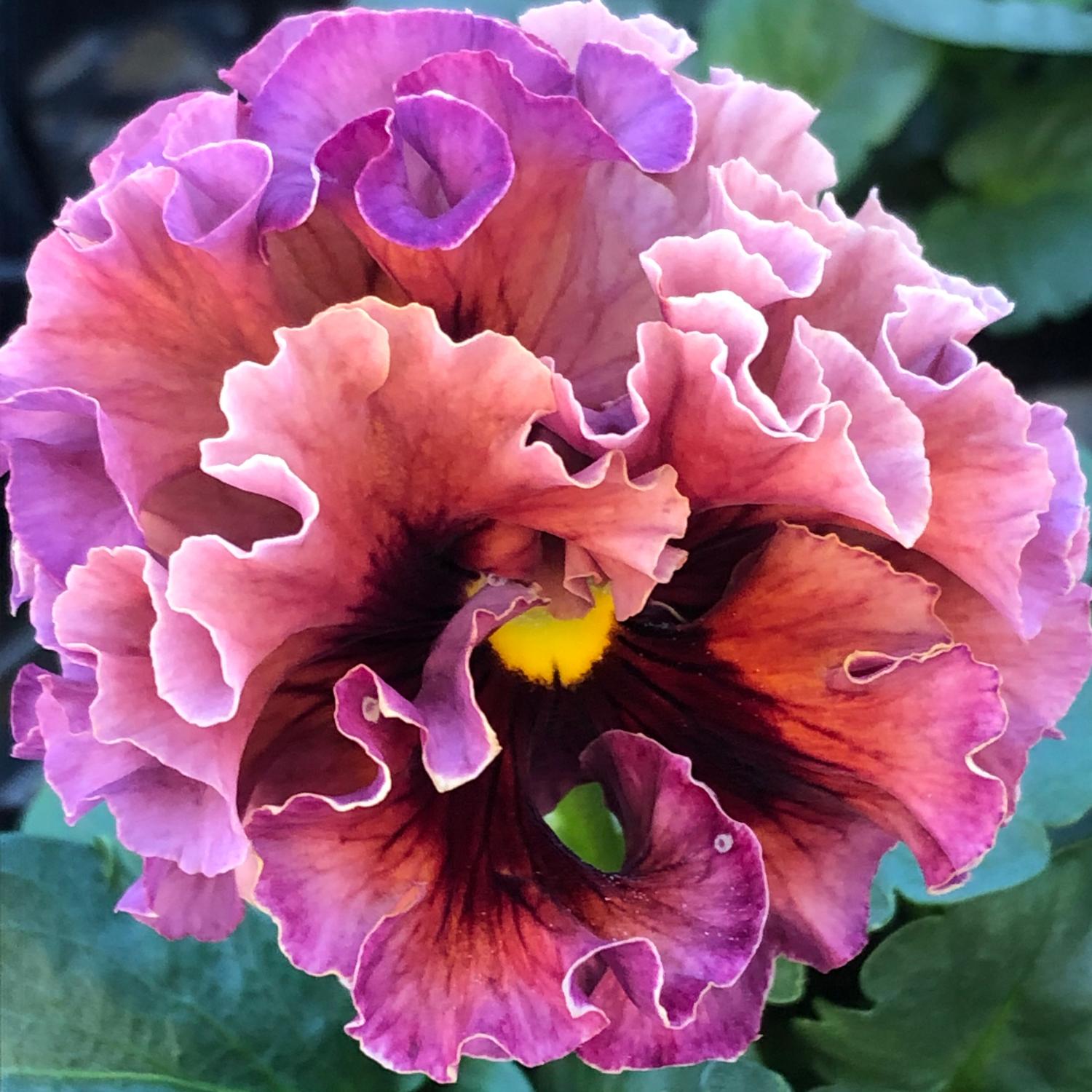 Elegance® Antoinette Collection Pansy | Ruffled Blooms