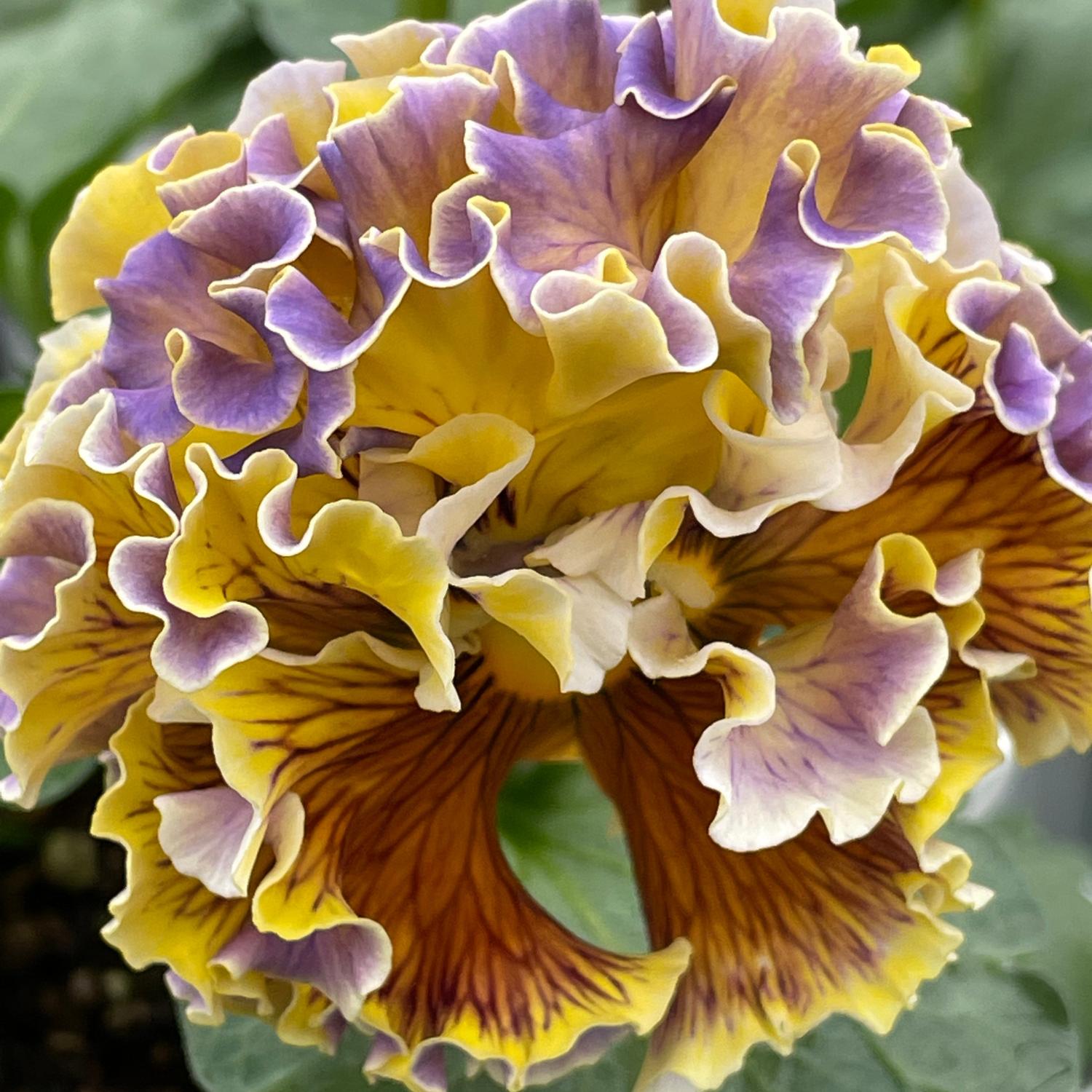 Elegance Antoinette Collection Pansy (Viola) - Photo Courtesy of Tagawa Greenhouses, Inc.