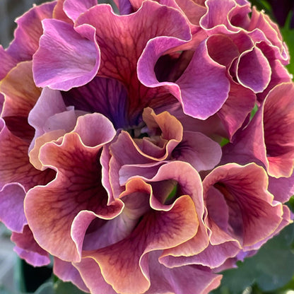 Elegance Antoinette Collection Pansy (Viola) - Photo Courtesy of Tagawa Greenhouses, Inc.