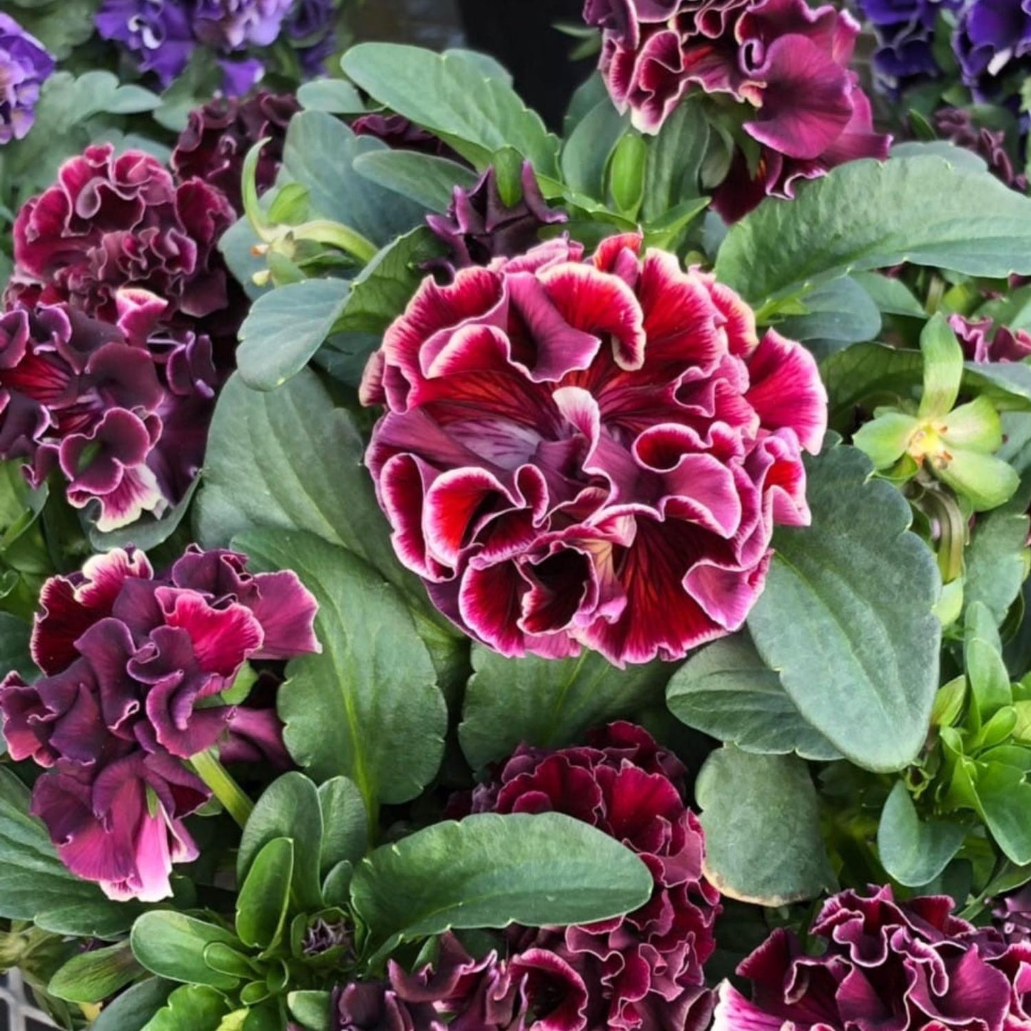 A close-up of ruffled, deep burgundy and pink petunias with green leaves, with some blurred Elegance Twilight Collection Pansy (Viola) flowers in the cool-season background - Photo Courtesy of Tagawa Greenhouses, Inc.