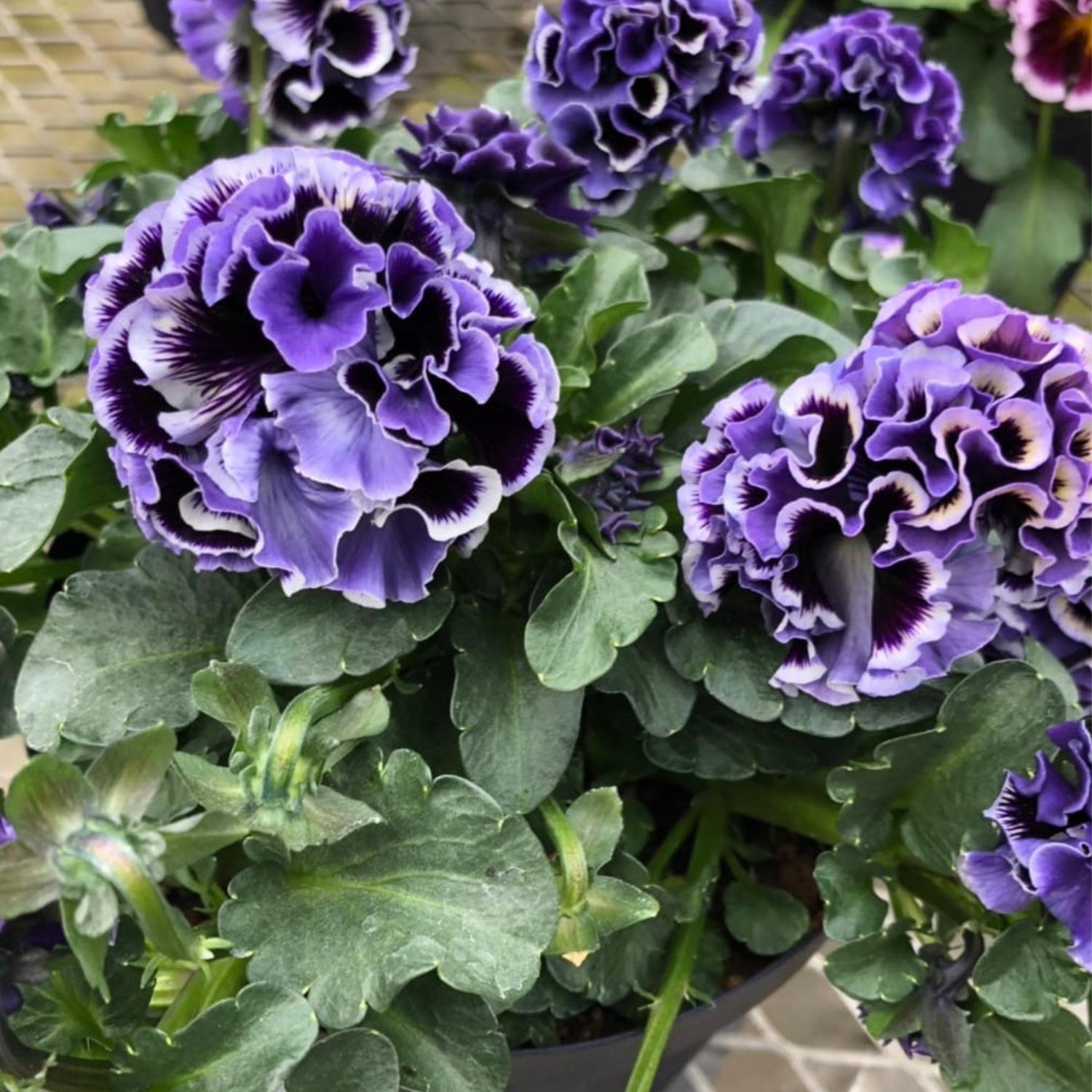 A close-up of vibrant Elegance Twilight Collection Pansy (Viola) shows deep purple blooms with dark centers and lush green leaves - Photo Courtesy of Tagawa Greenhouses, Inc.