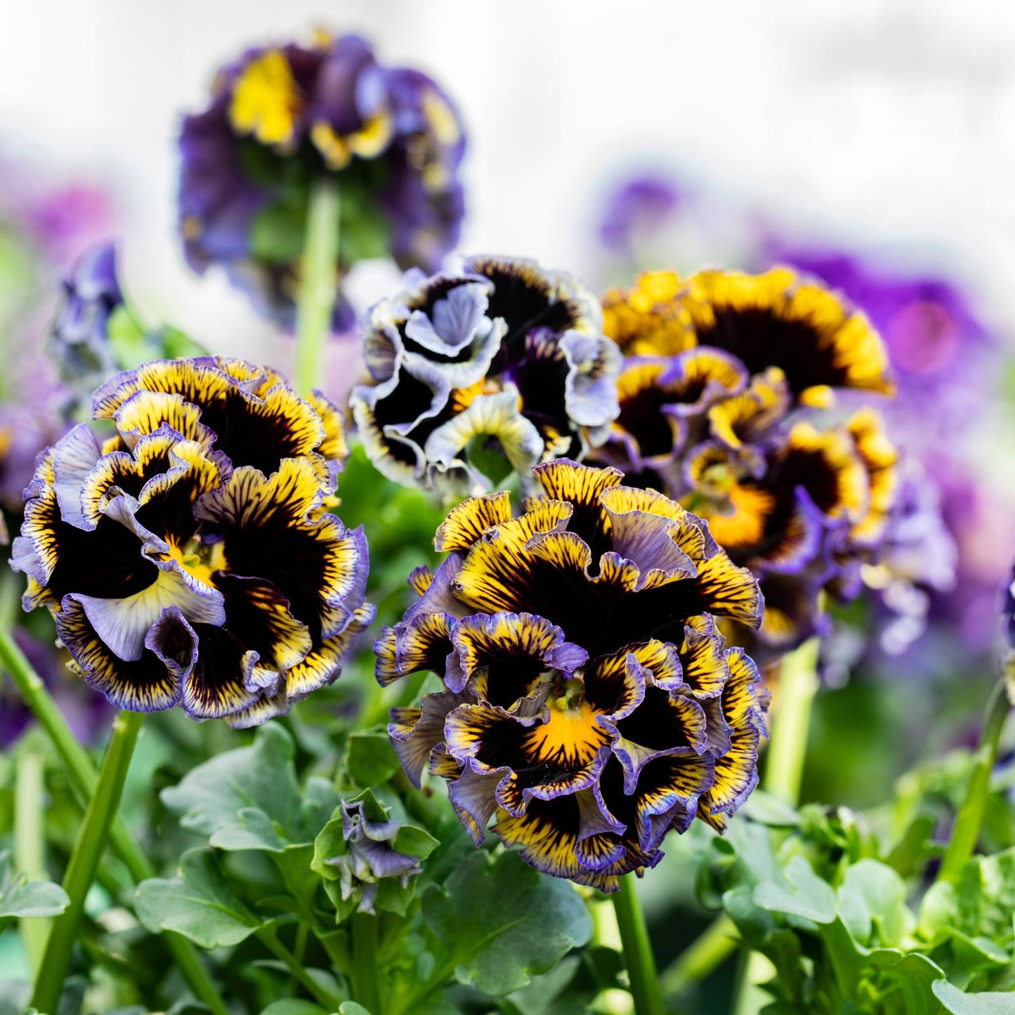 Close-up of ruffled Elegance Twilight Collection Pansy (Viola) flowers with vibrant yellow, purple, and blue petals, green leaves, and blurred cool-season pansies in the background - Photo Courtesy of Tagawa Greenhouses, Inc.