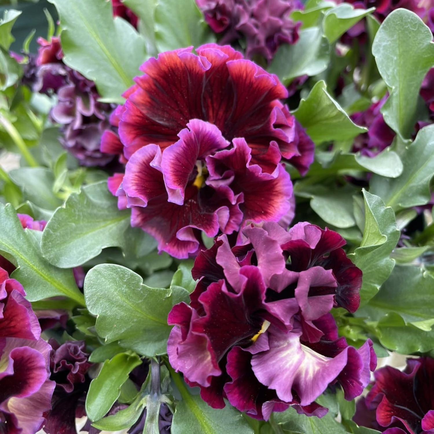 Close-up of vibrant Elegance Twilight Collection Pansy (Viola) blooms, featuring deep purple and maroon petals with rich, ruffled texture that stands out among green leaves - Photo Courtesy of Tagawa Greenhouses, Inc.