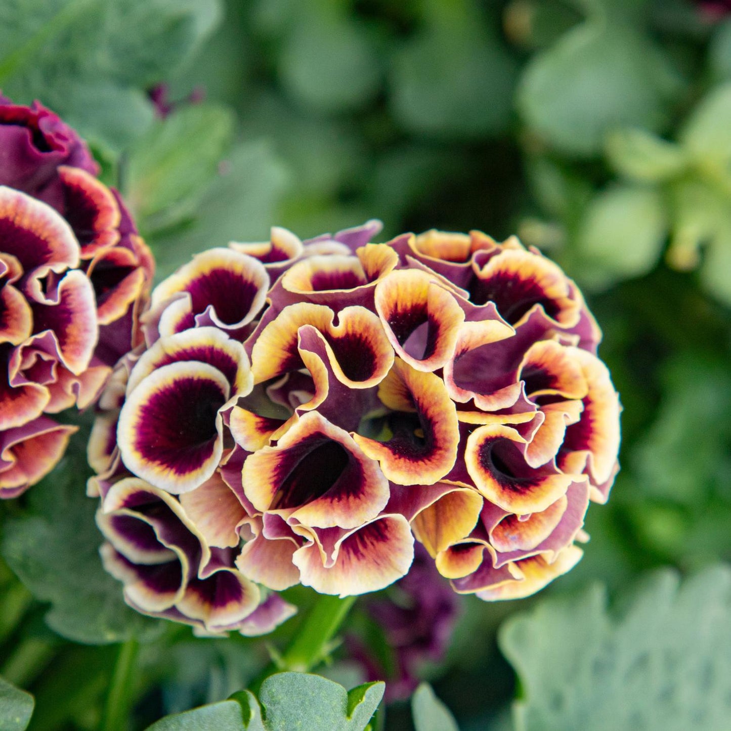 A close-up of a ruffled Elegance Twilight Collection Pansy (Viola), featuring yellow, burgundy, and purple-edged blooms with green leaves - Photo Courtesy of Tagawa Greenhouses, Inc.