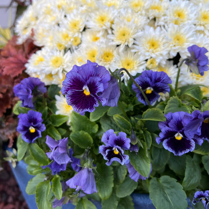 Frizzle Sizzle Blue' Ruffled Pansy (Viola) features blue ruffled petals with yellow centers, set among green leaves and backed by small white and yellow flowers - Photo Property of Garden Crossings LLC.