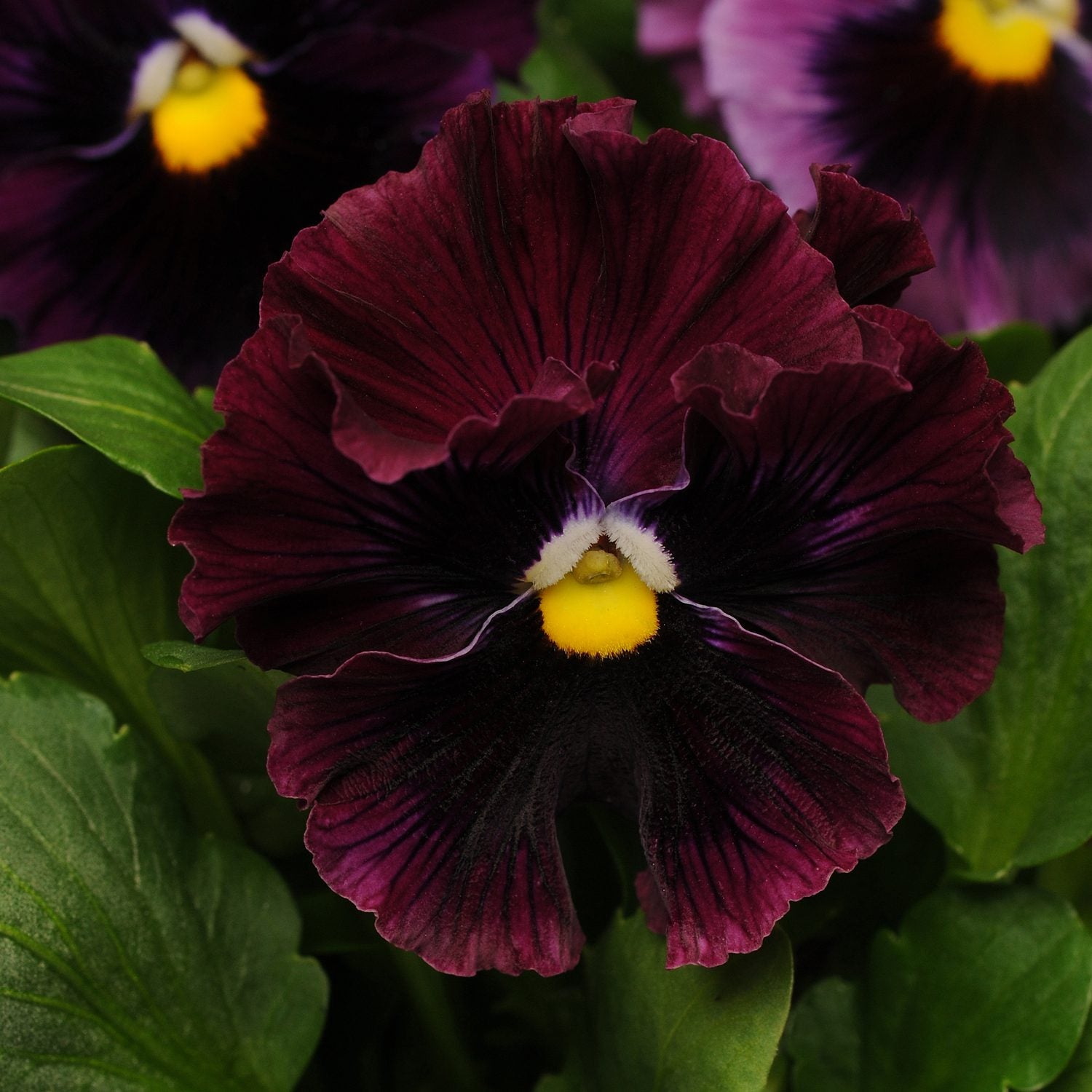 A close-up of the 'Frizzle Sizzle Burgundy' Ruffled Pansy (Viola) with burgundy ruffled petals, a bright yellow center, dark velvety markings, and lush green leaves in a cool-weather setting - Photo Courtesy of Ball Horticulture, Inc.