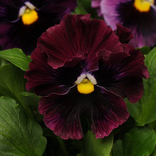 A close-up of the 'Frizzle Sizzle Burgundy' Ruffled Pansy (Viola) with burgundy ruffled petals, a bright yellow center, dark velvety markings, and lush green leaves in a cool-weather setting - Photo Courtesy of Ball Horticulture, Inc.