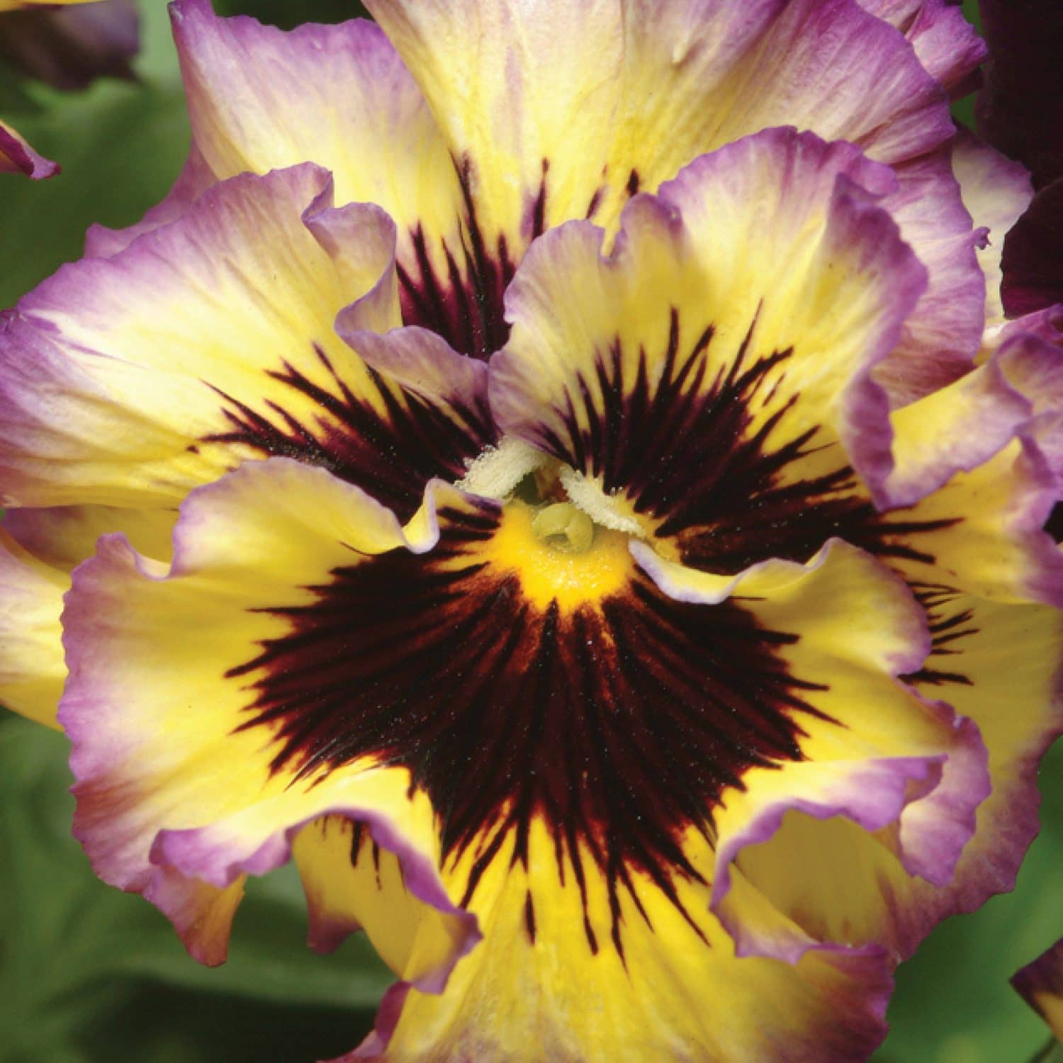 A close-up of a pansy flower with yellow petals, purple ruffled edges, and a dark burgundy center with radiating dark lines. - Photo Courtesy of Ball Horticulture, Inc.
