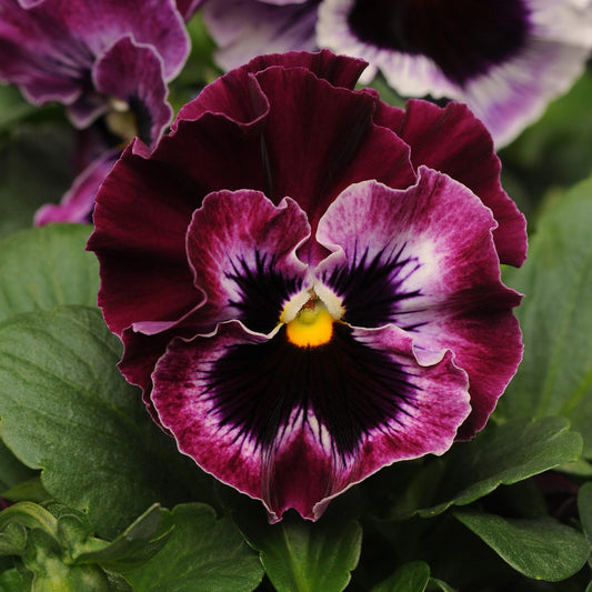A close-up of a Frizzle Sizzle Raspberry' Ruffled Pansy (Viola) shows maroon and purple ruffled petals with a yellow center, surrounded by green leaves and another blurred pansy in the background - Photo Courtesy of Ball Horticulture, Inc.