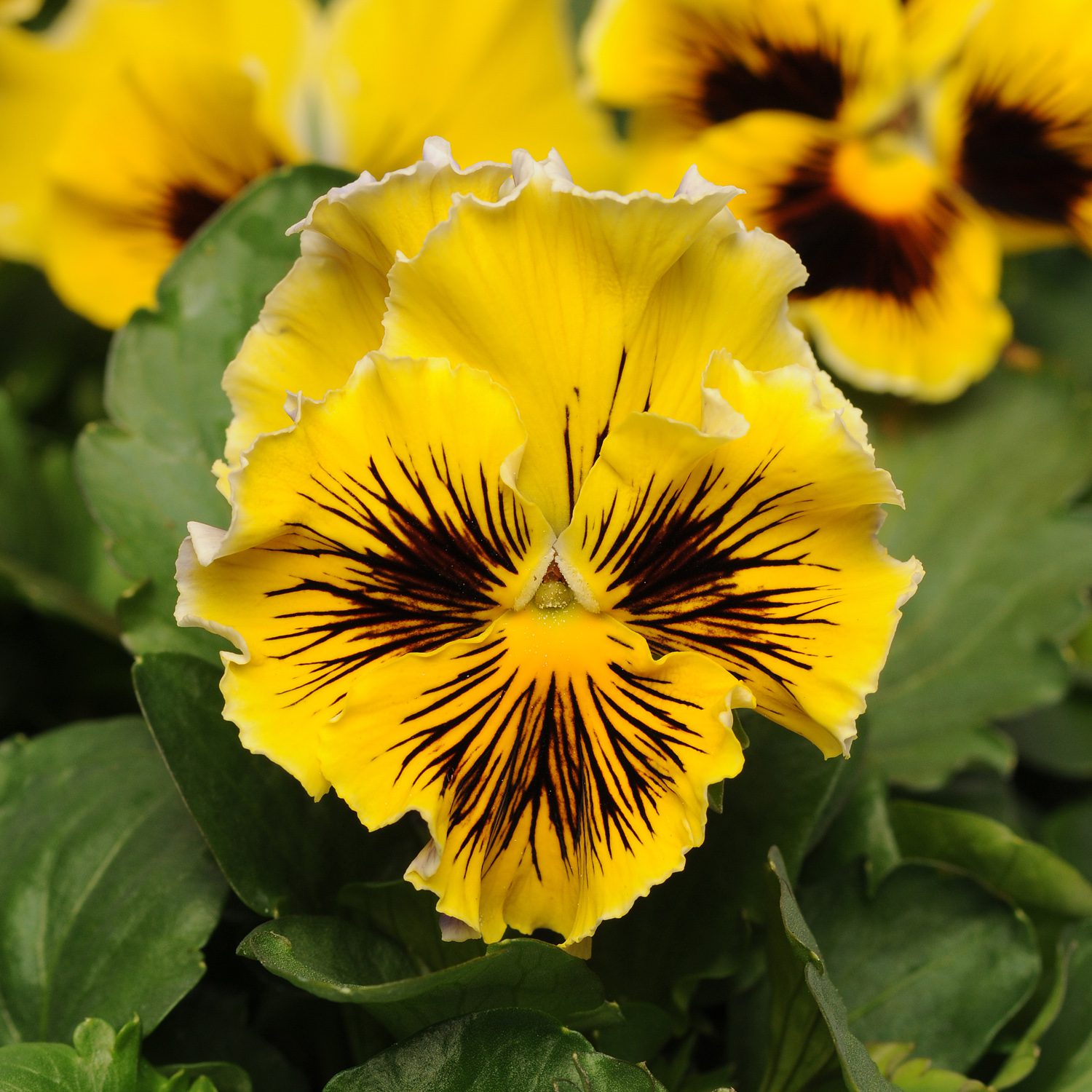 A close-up of a vibrant 'Frizzle Sizzle Yellow' Ruffled Pansy (Viola), a cool weather annual, featuring dark intricate central markings and lush green foliage - Photo Courtesy of Ball Horticulture, Inc.