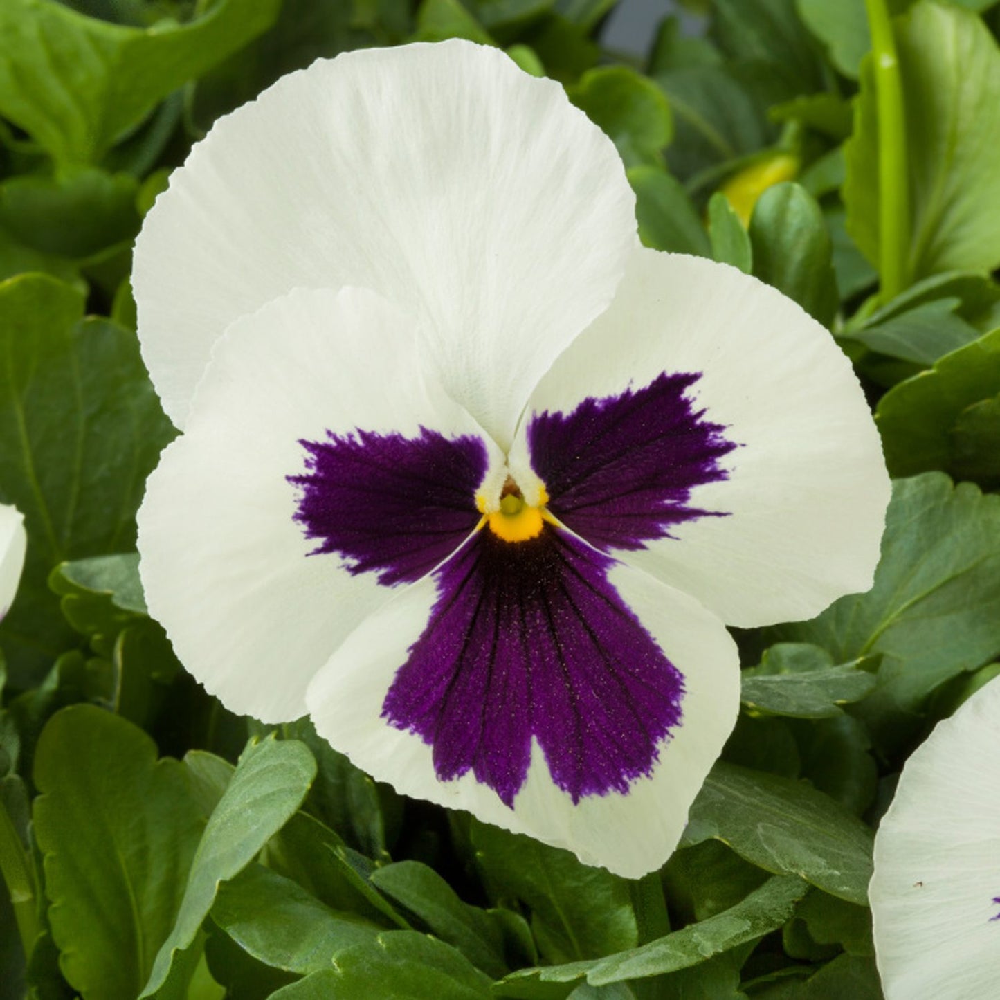 A close-up of a 'Majestic Giants White Blotch' Pansy (Viola) reveals its large white flowers with striking purple blotches and a yellow center, framed by green leaves - Photo Courtesy of Ball Horticulture, Inc.