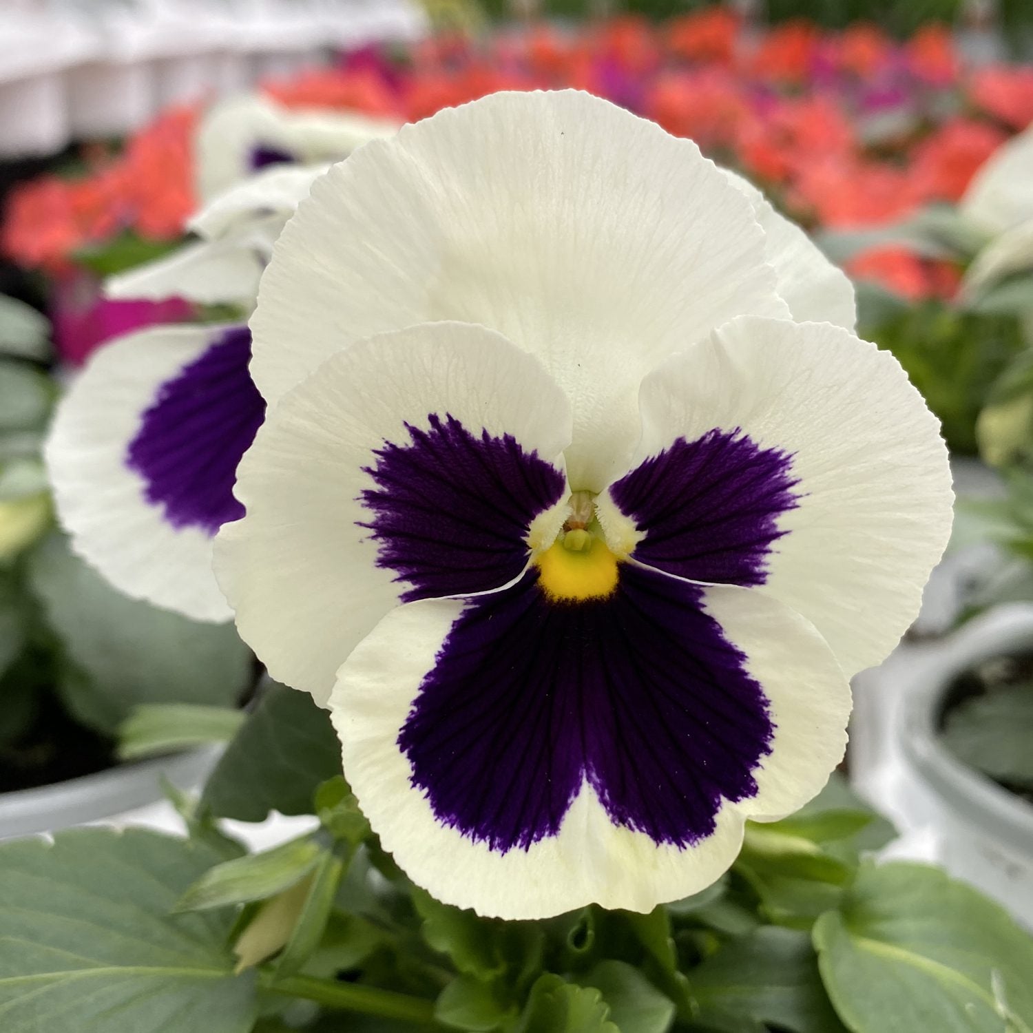A close-up of Majestic Giants White Blotch' Pansy (Viola) shows its large white petals with deep purple blotches around a yellow center, set against green leaves and early-blooming perennials in the background - Photo Property of Garden Crossings LLC.
