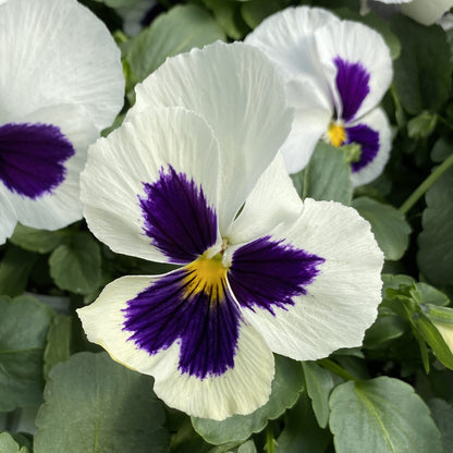 A close-up of Majestic Giants White Blotch' Pansy (Viola), showing its large white petals with deep purple blotches and hints of yellow, surrounded by green leaves and early-blooming perennials in the background - Photo Property of Garden Crossings LLC.