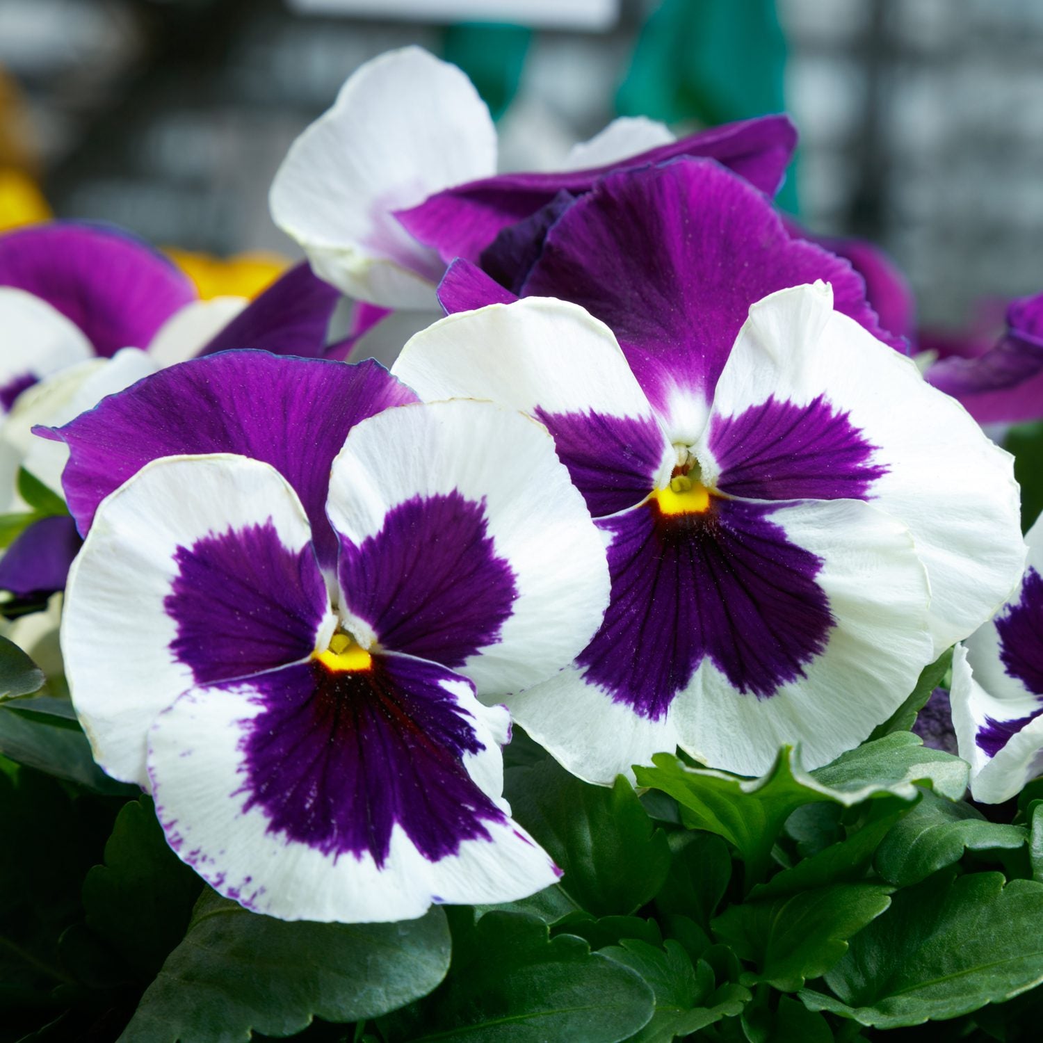 Close-up of Majestic Giants Blue White Blotch Pansy (Viola), featuring vivid white petals with deep purple blotches and lush green leaves. The soft-focus background enhances the striking early spring colors and unique patterns - Photo Courtesy of Ball Horticulture, Inc.
