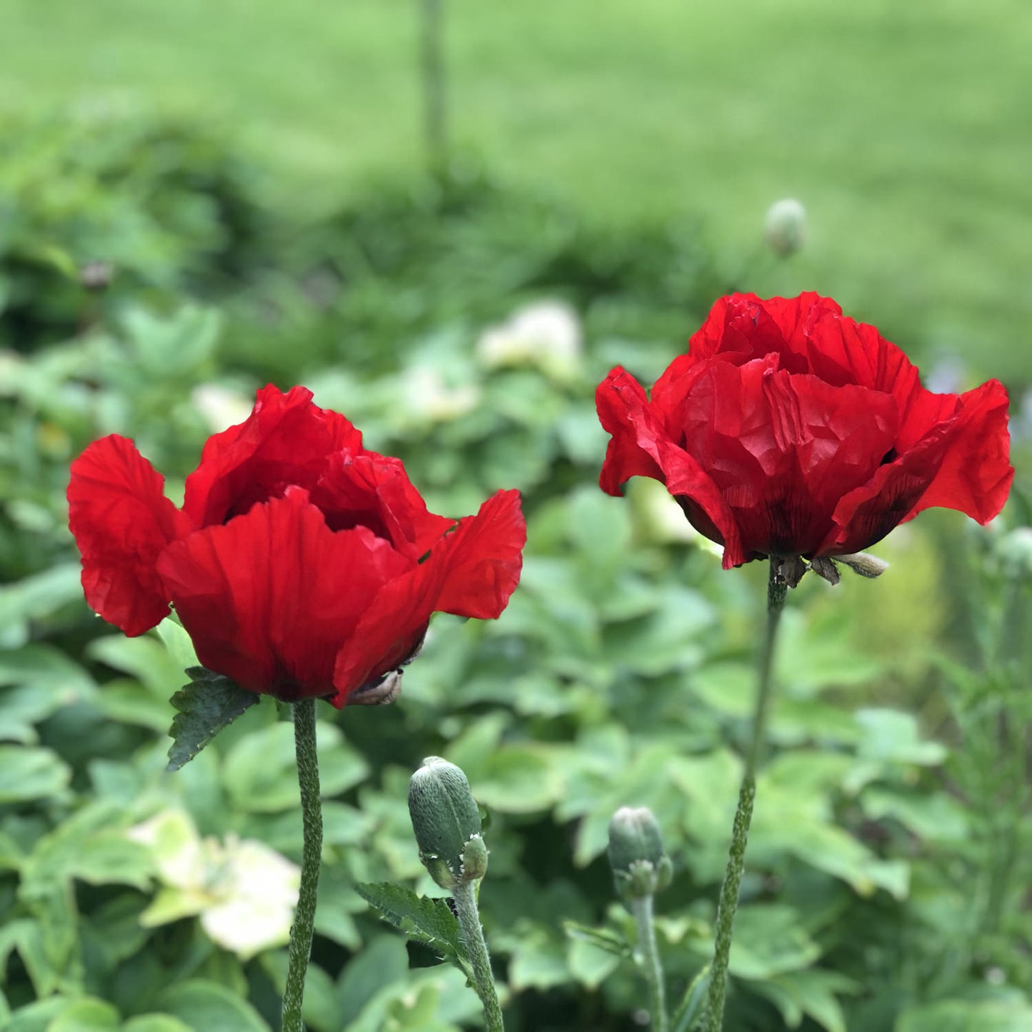 Beauty of Livermere' Oriental Poppy (Papaver) - Photo Property of Garden Crossings LLC