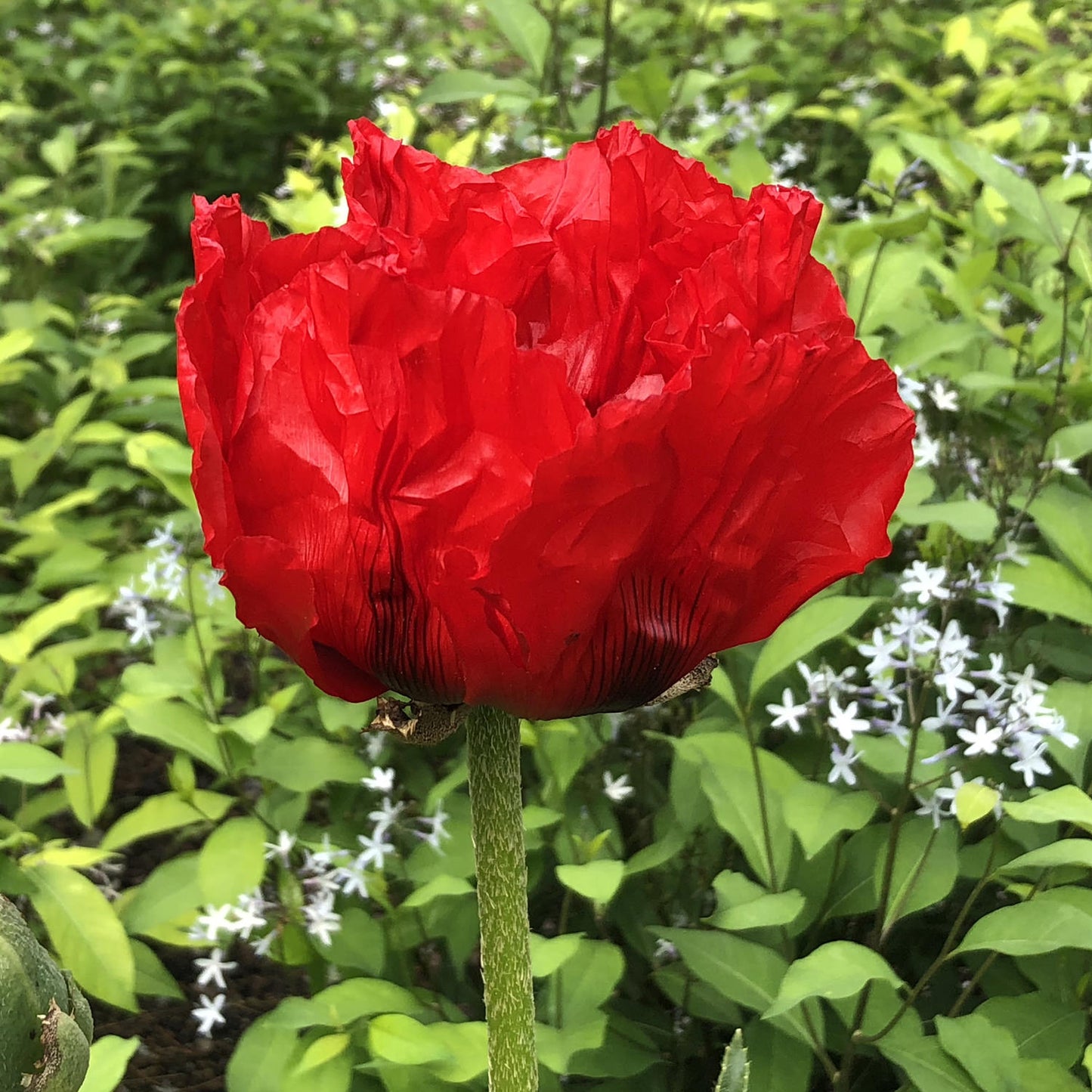 Beauty of Livermere' Oriental Poppy (Papaver) - Photo Property of Garden Crossings LLC