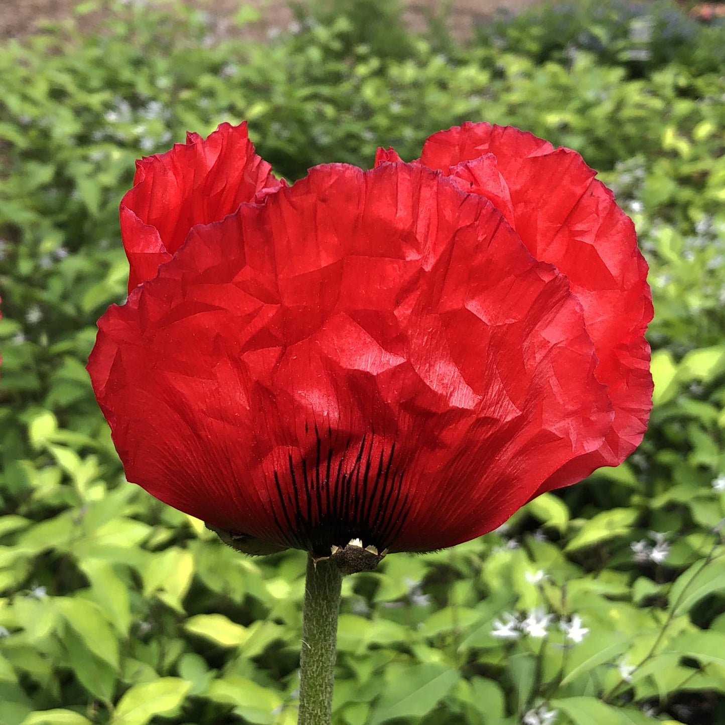 Beauty of Livermere' Oriental Poppy (Papaver) - Photo Property of Garden Crossings LLC