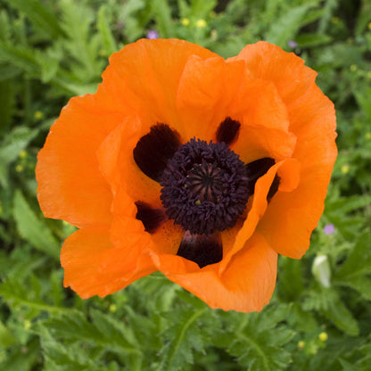 Prince of Orange' Oriental Poppy (Papaver) - Photo Courtesy of Walters Gardens, Inc.
