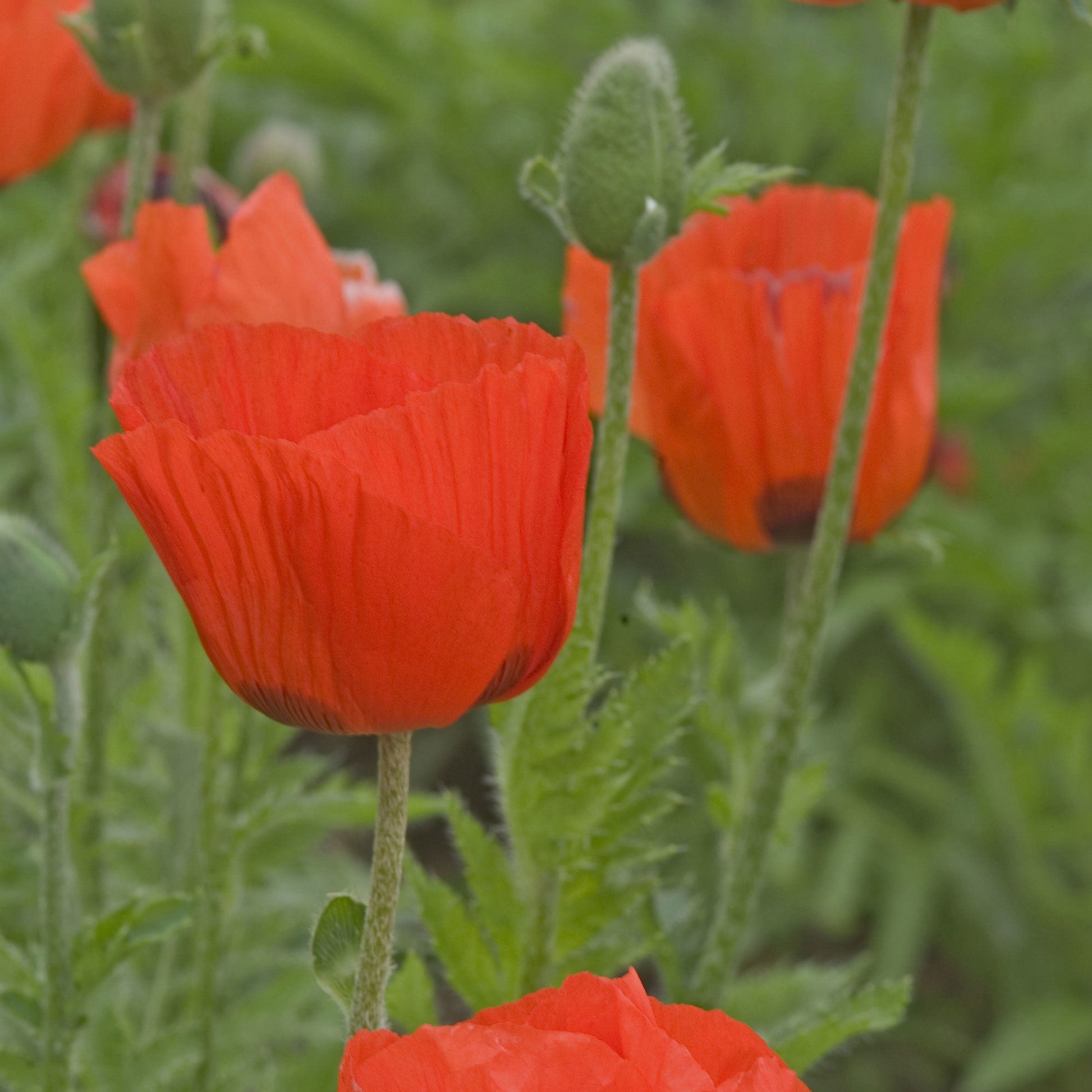 Prince of Orange' Oriental Poppy (Papaver) - Photo Courtesy of Walters Gardens, Inc.