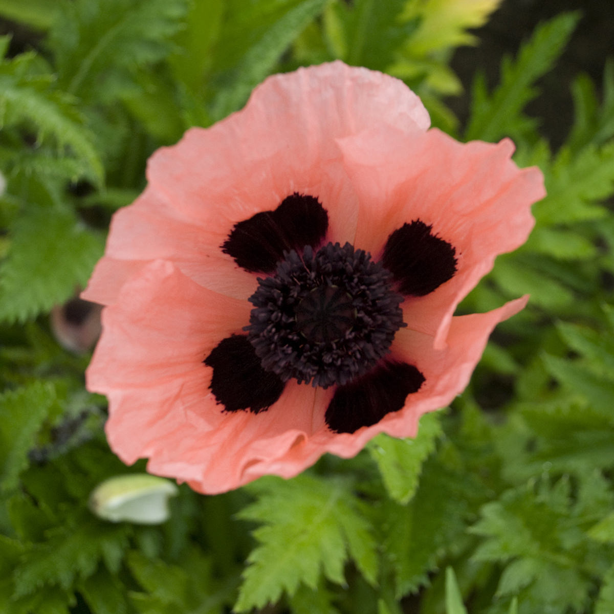 A close-up of a 'Queen Alexander' Oriental Poppy (Papaver) shows its luminous pink petals with bold black markings, framed by lush green, fern-like foliage - Photo Courtesy of Walters Gardens, Inc.
