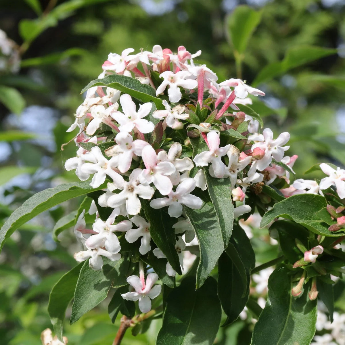 Part-shade abelia shrub with flowers.