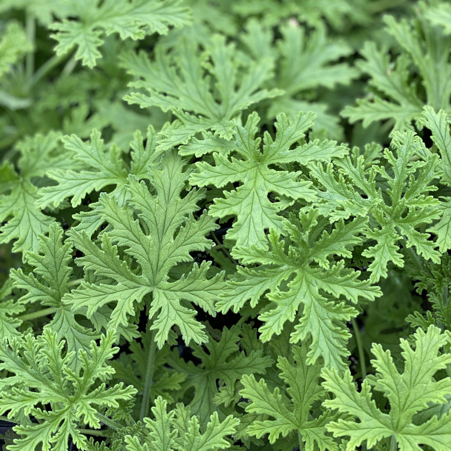Citronella Mosquito Plant (Pelargonium) - Photo Property of Garden Crossings LLC