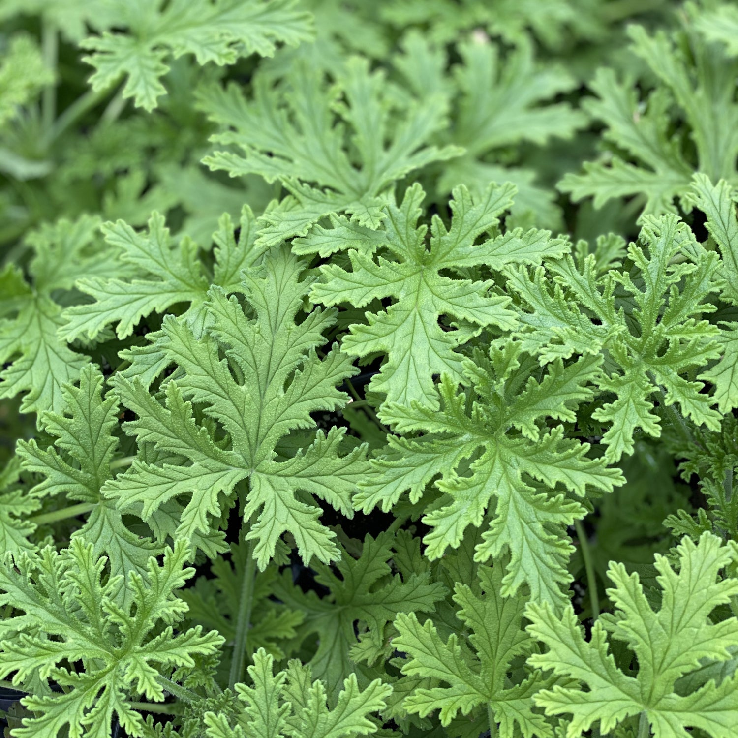 Citronella Mosquito Plant (Pelargonium) - Photo Property of Garden Crossings LLC
