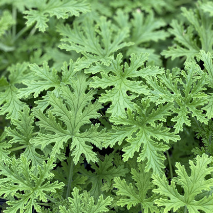 Citronella Mosquito Plant (Pelargonium) - Photo Property of Garden Crossings LLC