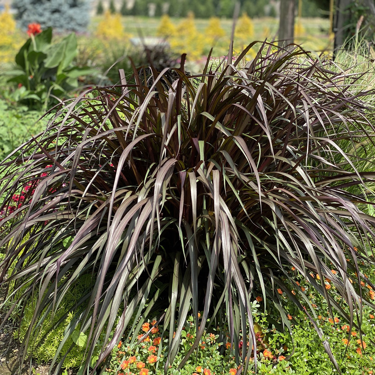 Graceful Grasses® Vertigo® Purple Fountain Grass (Pennisetum) - Photo Property of Garden Crossings LLC