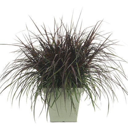 Graceful Grasses® Vertigo® Purple Fountain Grass (Pennisetum) - Photo Courtesy of Proven Winners, Inc.