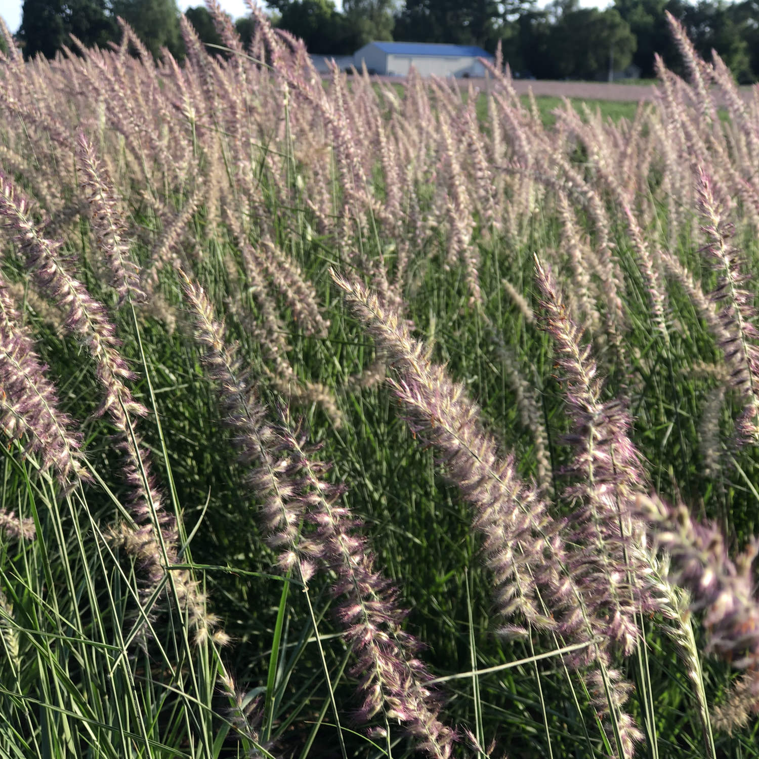 karley rose fountain grass seeds Karley Rose' Fountain Grass (Pennisetum)