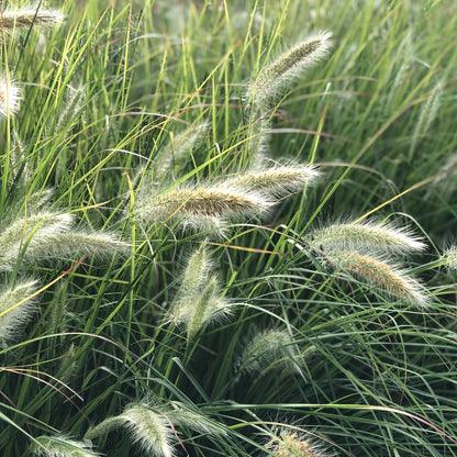 Prairie Winds® 'Desert Plains' Fountain Grass (Pennisetum) - Photo Property of Garden Crossings LLC