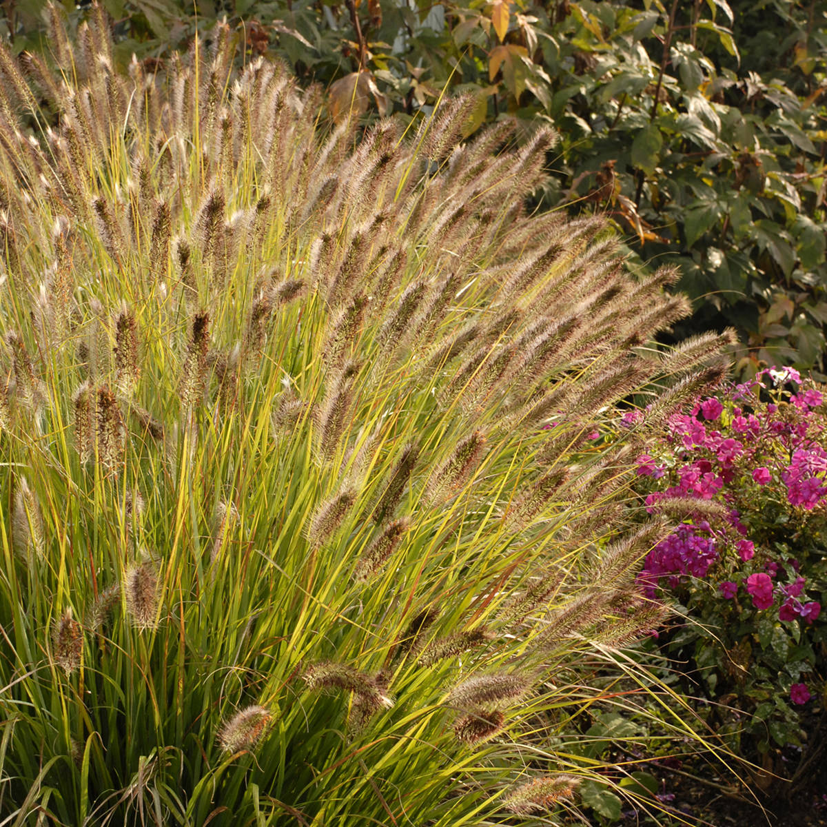 Prairie Winds® 'Desert Plains' Fountain Grass (Pennisetum) - Photo Courtesy of Proven Winners, Inc.