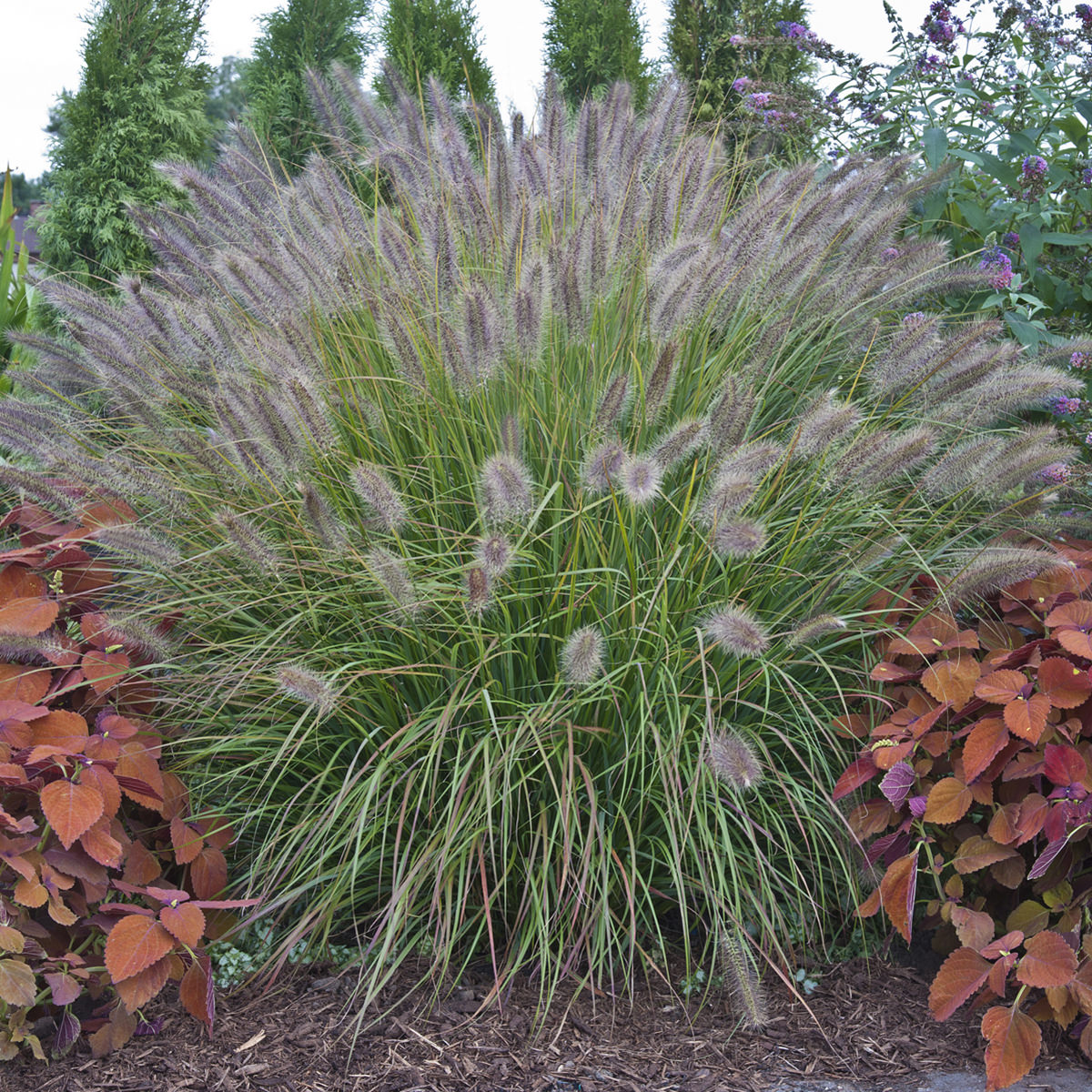 Prairie Winds® 'Desert Plains' Fountain Grass (Pennisetum) - Photo Courtesy of Proven Winners, Inc.