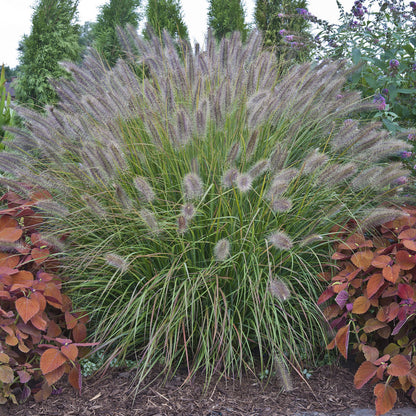 Prairie Winds® 'Desert Plains' Fountain Grass (Pennisetum) - Photo Courtesy of Proven Winners, Inc.