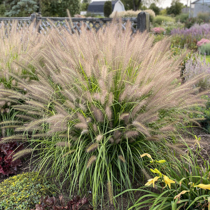 Prairie Winds® 'Lemon Squeeze' Fountain Grass (Pennisetum) - Photo Property of Garden Crossings LLC