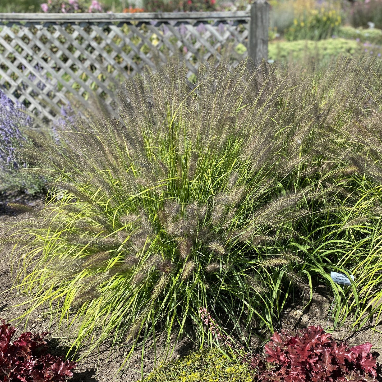 Prairie Winds® 'Lemon Squeeze' Fountain Grass (Pennisetum) - Photo Property of Garden Crossings LLC