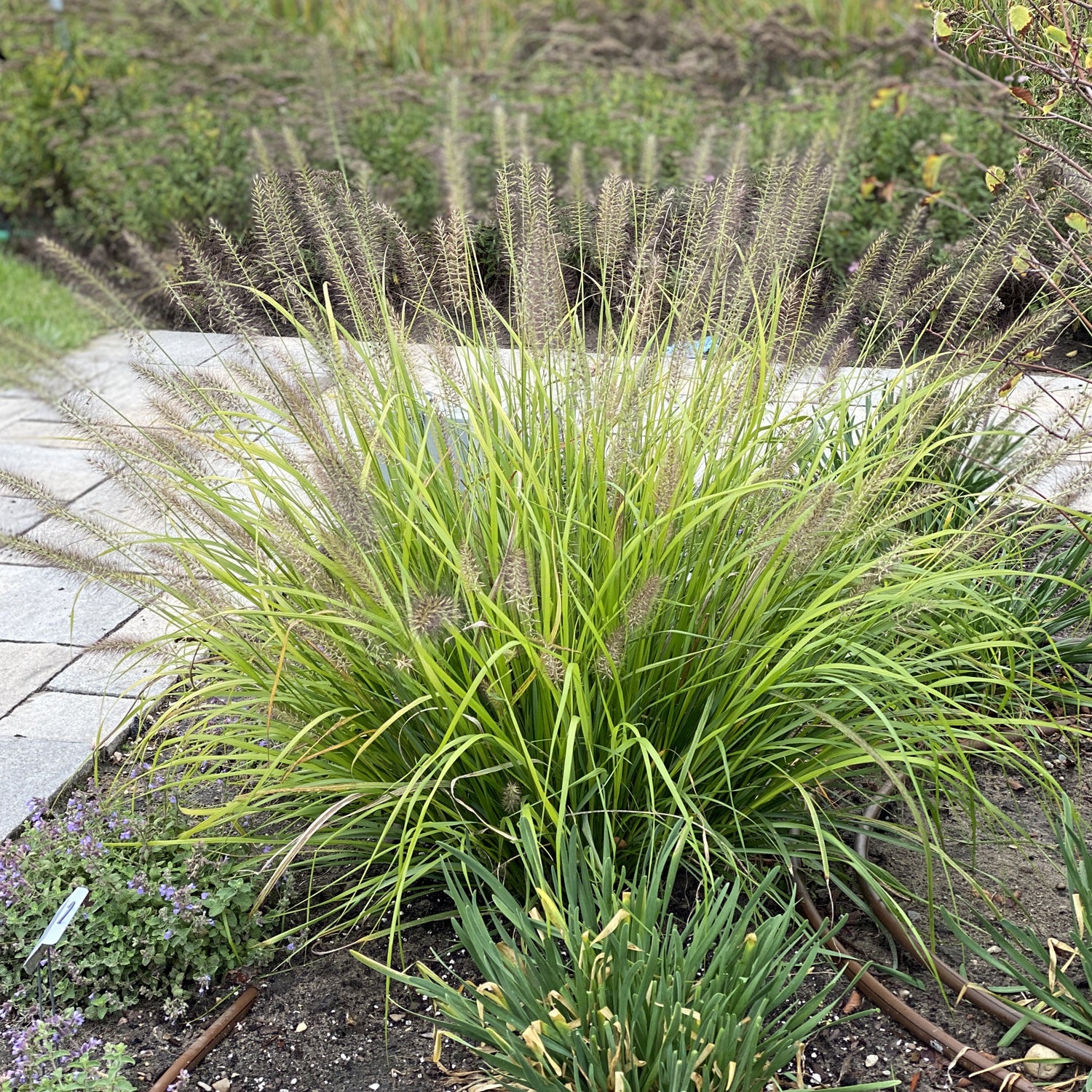 Prairie Winds® 'Lemon Squeeze' Fountain Grass (Pennisetum) - Photo Property of Garden Crossings LLC