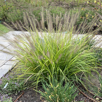 Prairie Winds® 'Lemon Squeeze' Fountain Grass (Pennisetum) - Photo Property of Garden Crossings LLC