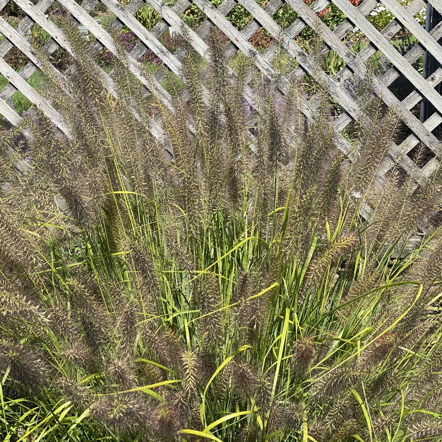 Prairie Winds® 'Lemon Squeeze' Fountain Grass (Pennisetum) - Photo Property of Garden Crossings LLC
