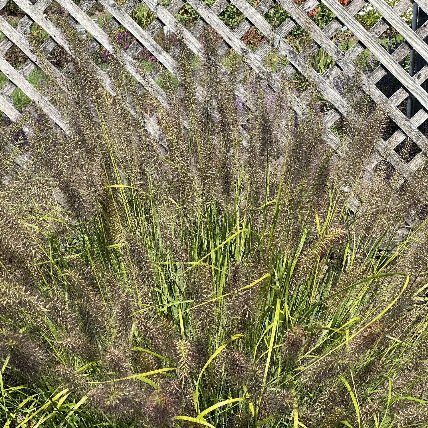 Prairie Winds® 'Lemon Squeeze' Fountain Grass (Pennisetum) - Photo Property of Garden Crossings LLC