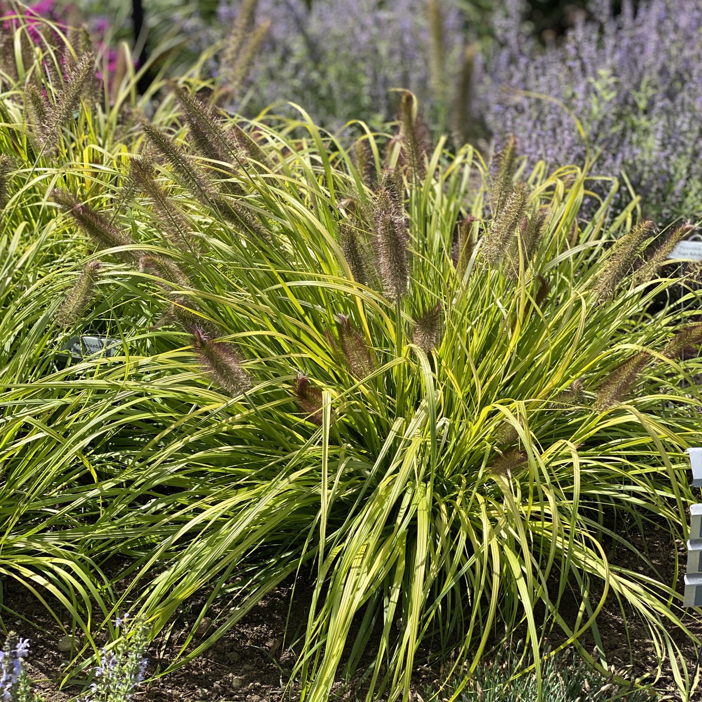 Prairie Winds® 'Lemon Squeeze' Fountain Grass (Pennisetum) - Photo Property of Garden Crossings LLC