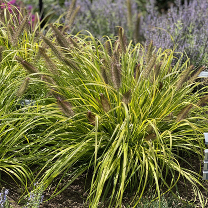 Prairie Winds® 'Lemon Squeeze' Fountain Grass (Pennisetum) - Photo Property of Garden Crossings LLC