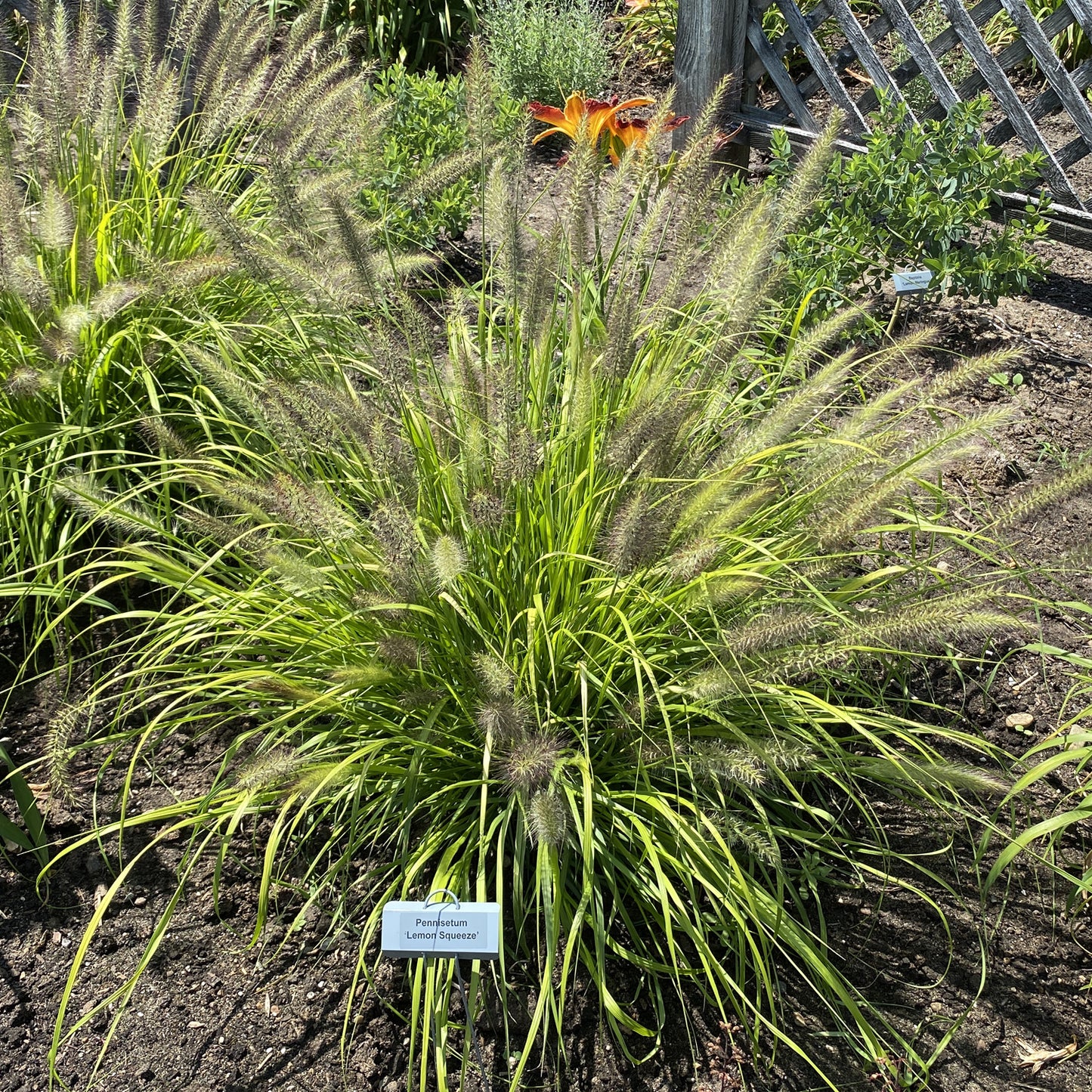 Prairie Winds® 'Lemon Squeeze' Fountain Grass (Pennisetum) - Photo Property of Garden Crossings LLC