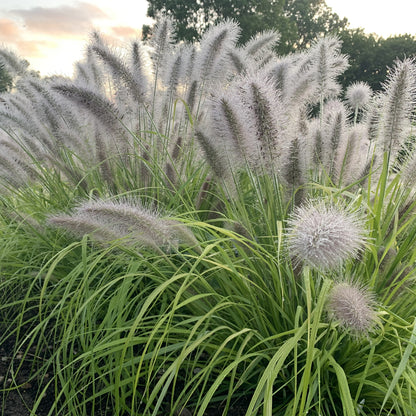 Prairie Winds® 'Lemon Squeeze' Fountain Grass (Pennisetum) - Photo Courtesy of Proven Winners, Inc.