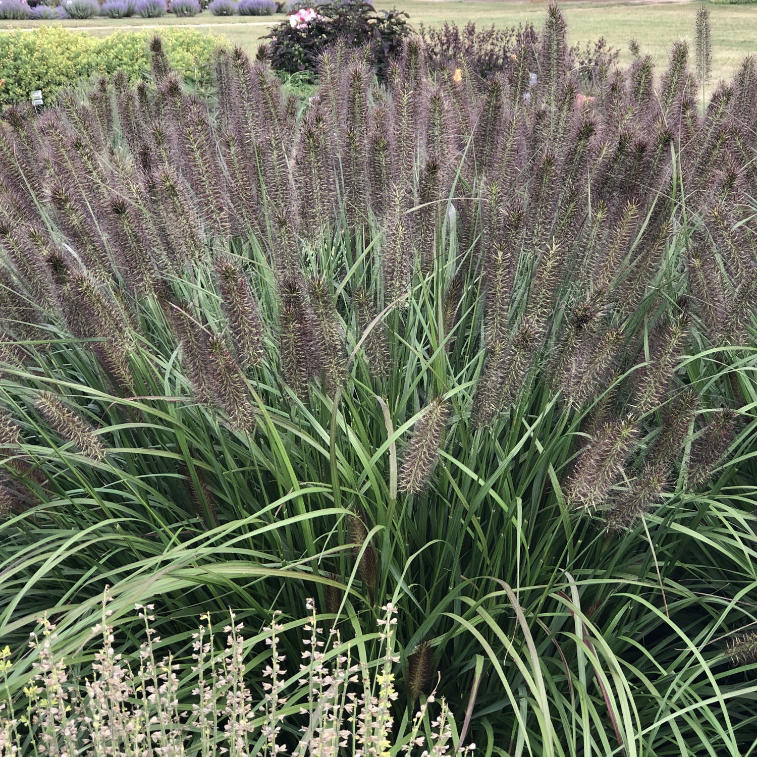 Puppy Love' Fountain Grass (Pennisetum) - Photo Property of Garden Crossings LLC