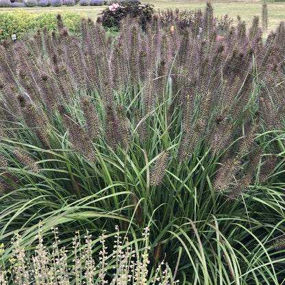 Puppy Love' Fountain Grass (Pennisetum) - Photo Property of Garden Crossings LLC