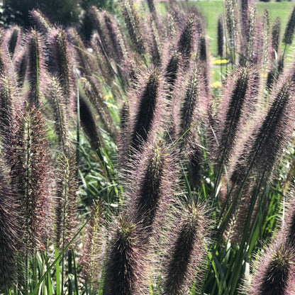 Puppy Love' Fountain Grass (Pennisetum) - Photo Property of Garden Crossings LLC