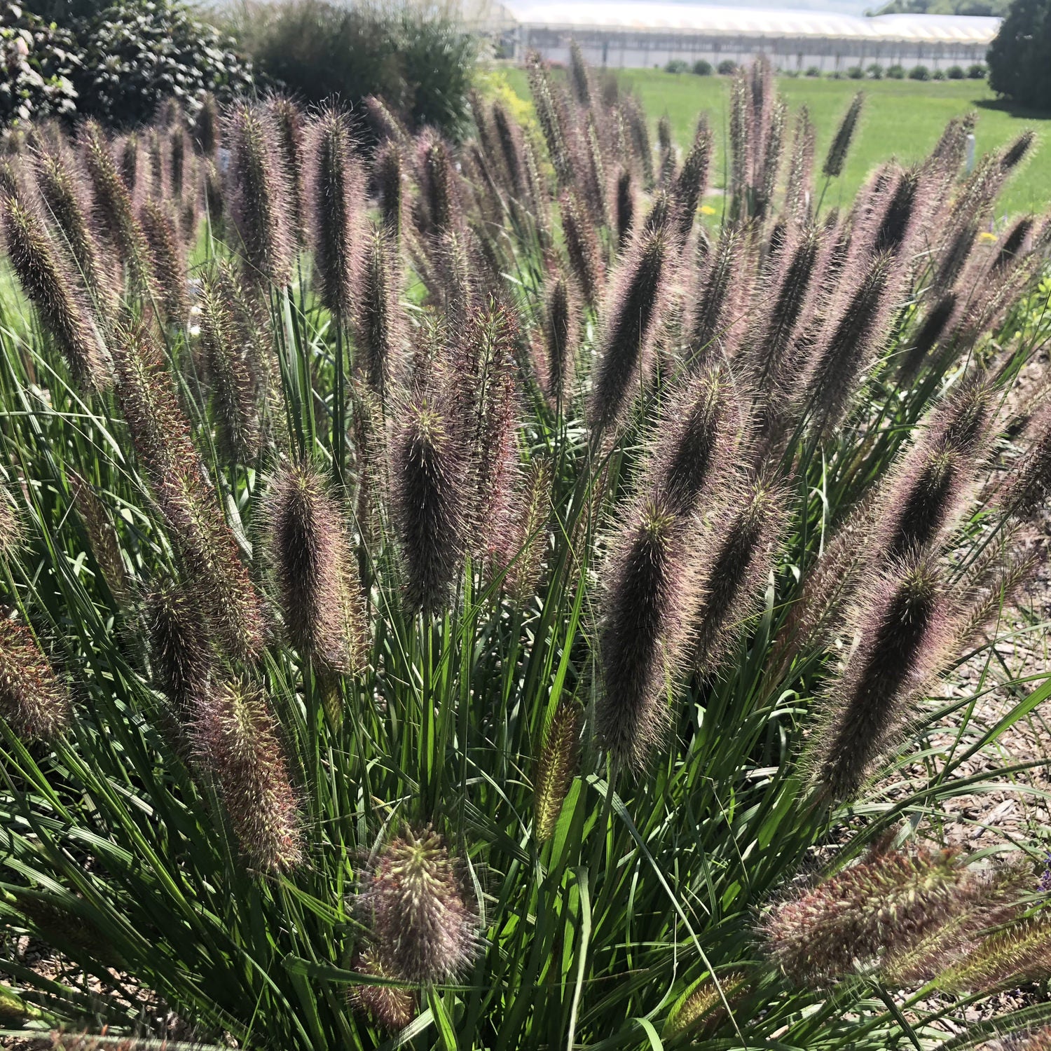 Puppy Love' Fountain Grass (Pennisetum) - Photo Property of Garden Crossings LLC